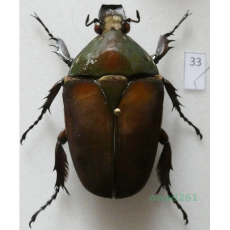 Mecynorhina ugandensis (Moser, 1907) female ex. ovo Uganda33